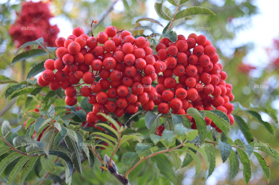 red mountain ash