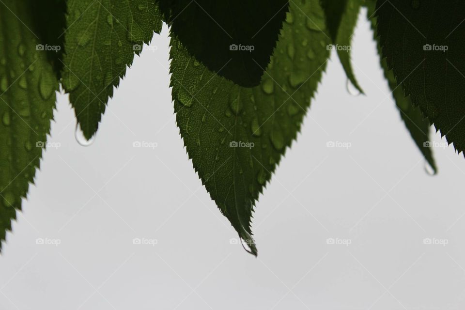 Leaf tips