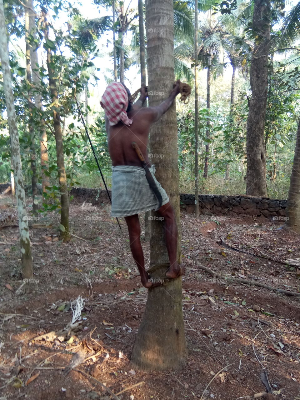 Cocanut tree climber
