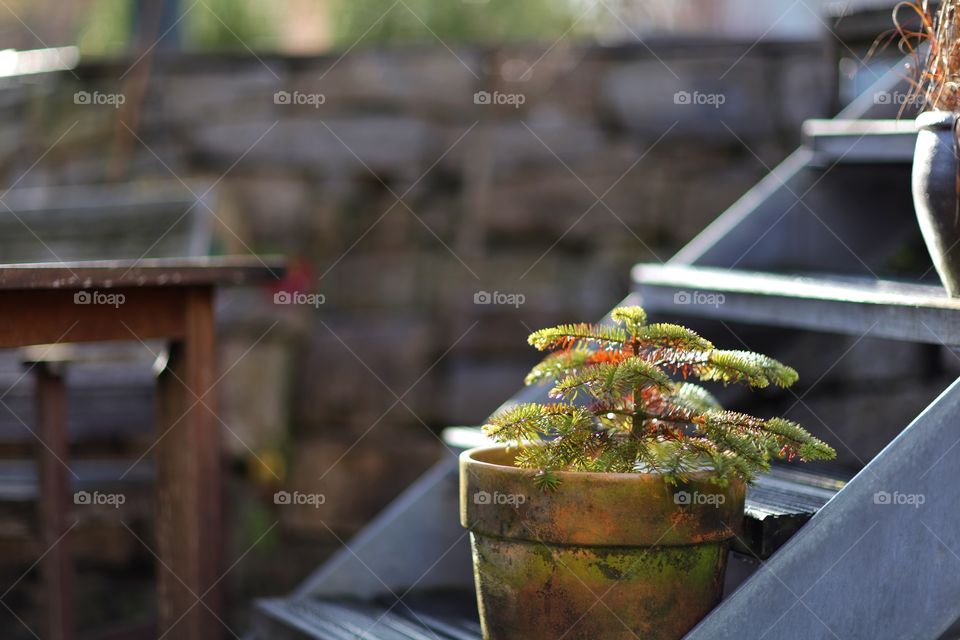 Potted plant kept on staircase outdoors