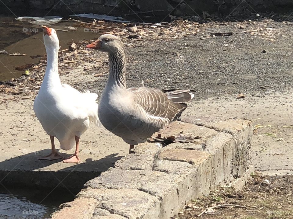 A white goose and a gray goose