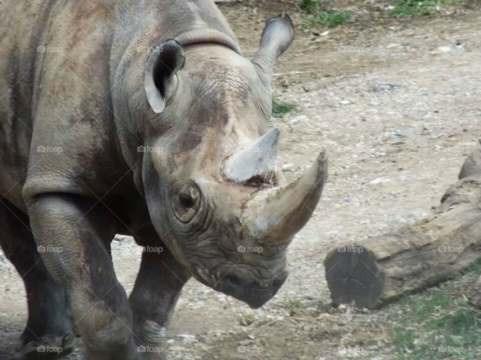 rhino