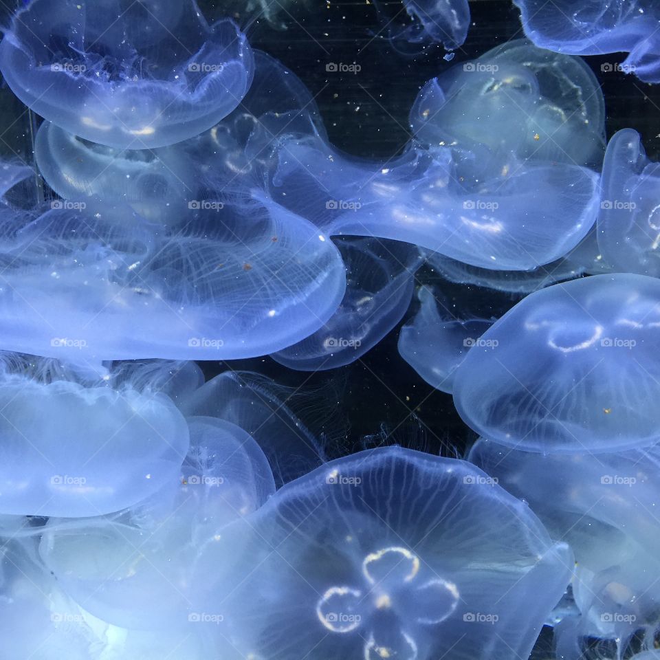 Jelly fish at Mote Marine