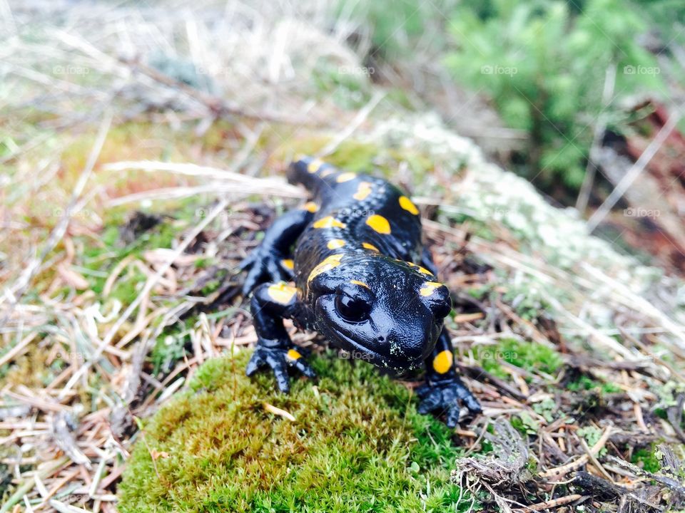 Close-up of black salamander