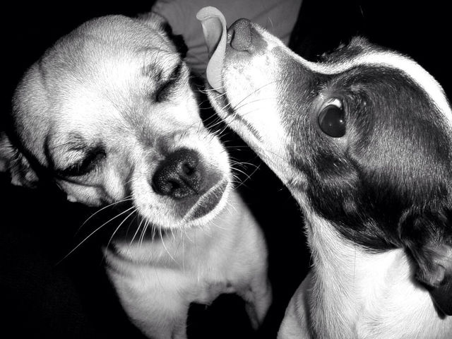 dog friends lick by adub