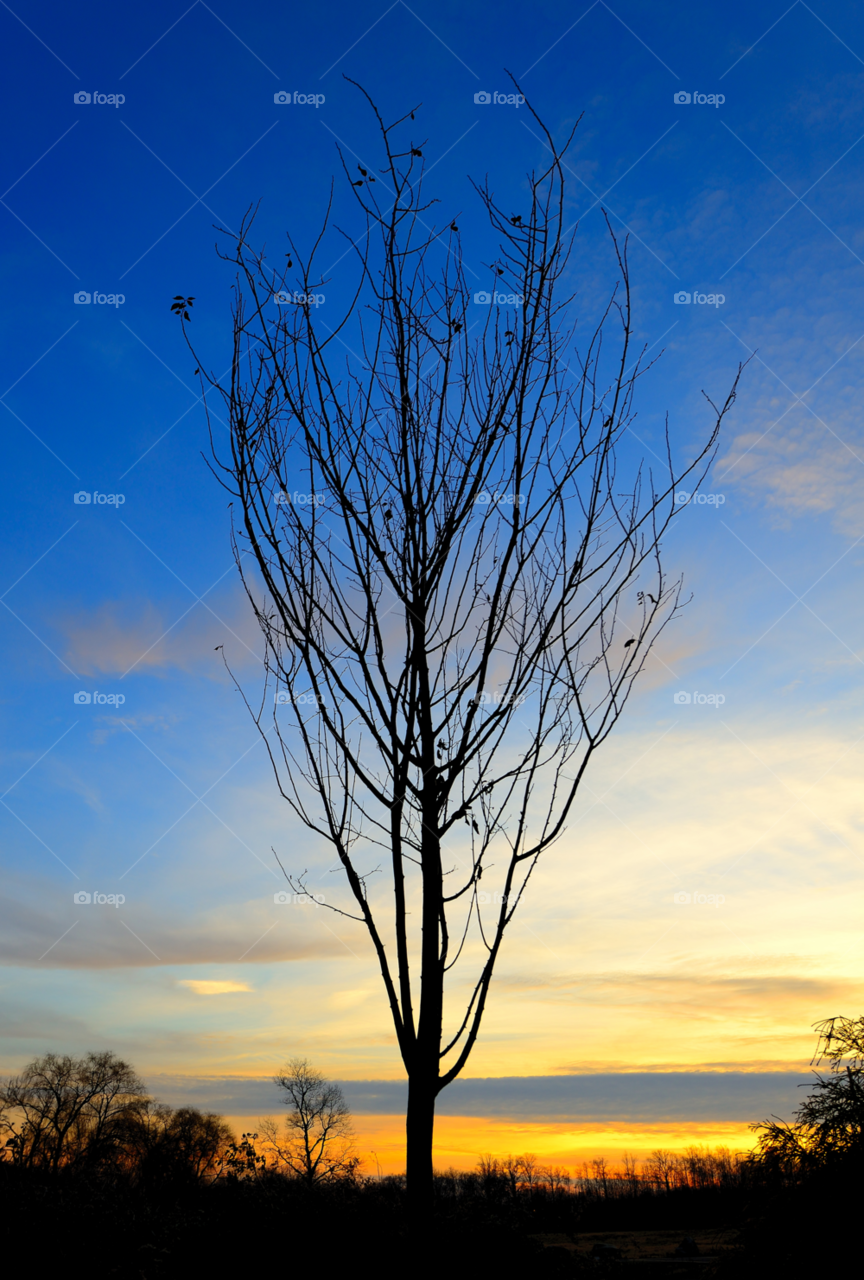 blue tree sunset orange by delvec