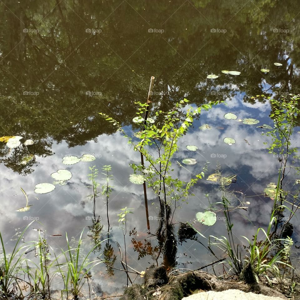 river life Ogeechee Lilly pads