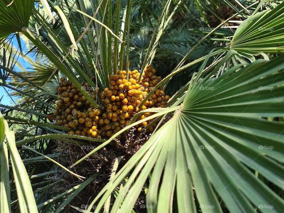 Palm fruit