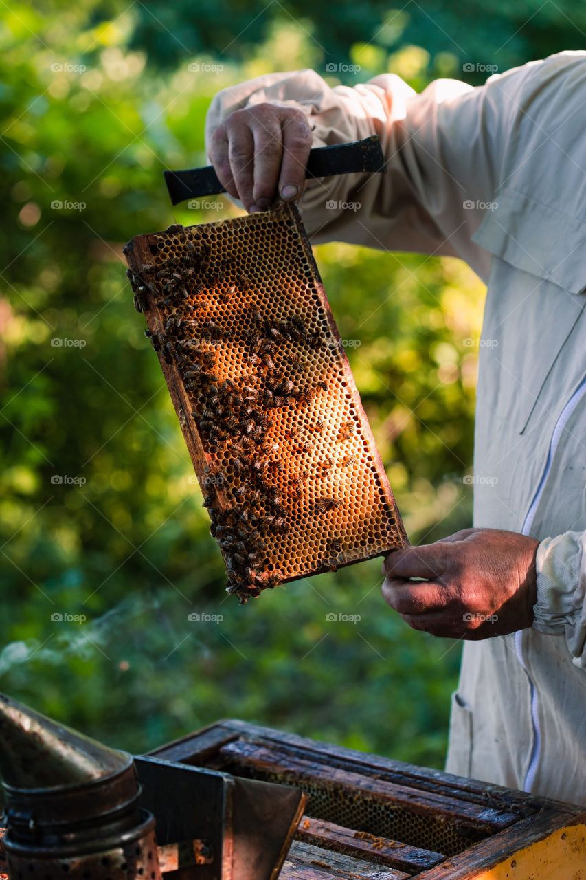 Beekeeper working in apiary, drawing out the honeycomb with bees and honey on it from a hive