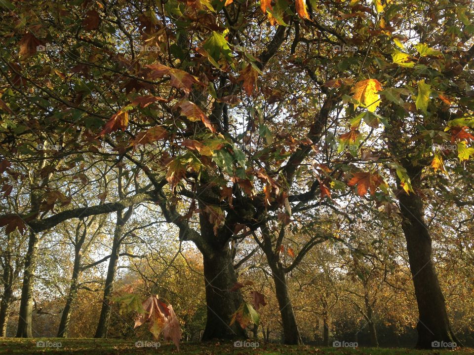 Green park sunny autumn day