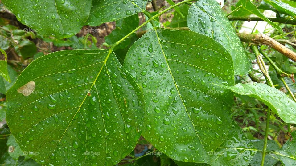 Rainey water in leafs