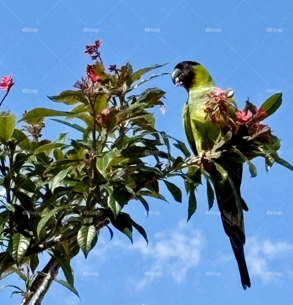 Green parrot perched in a tree, eating seeds