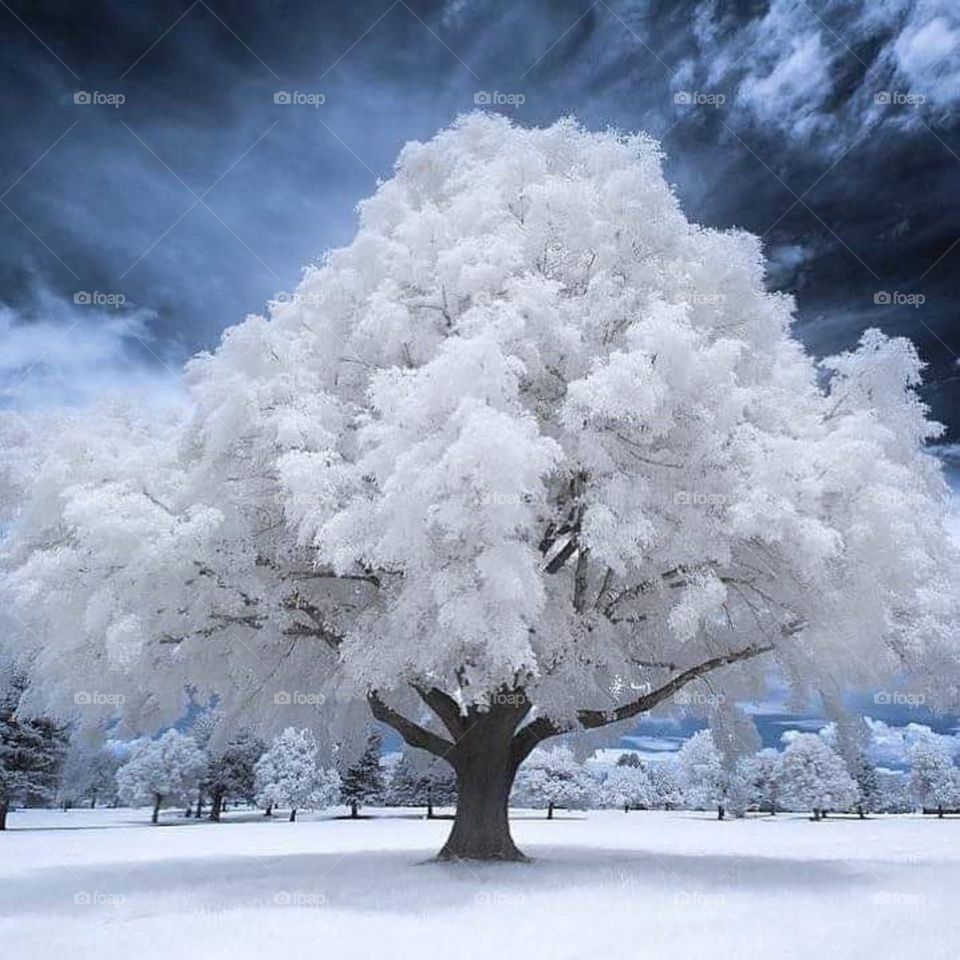 Winter Tree