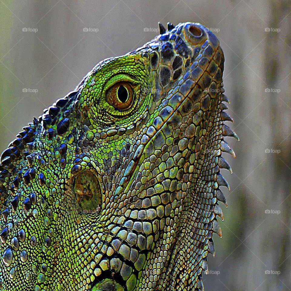 Iguana head - Zooming-in - Here I am focusing on a section of an image and increasing its overall size for greater detail