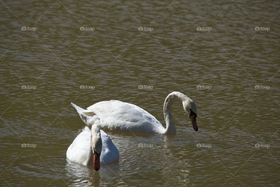 swans on the lake