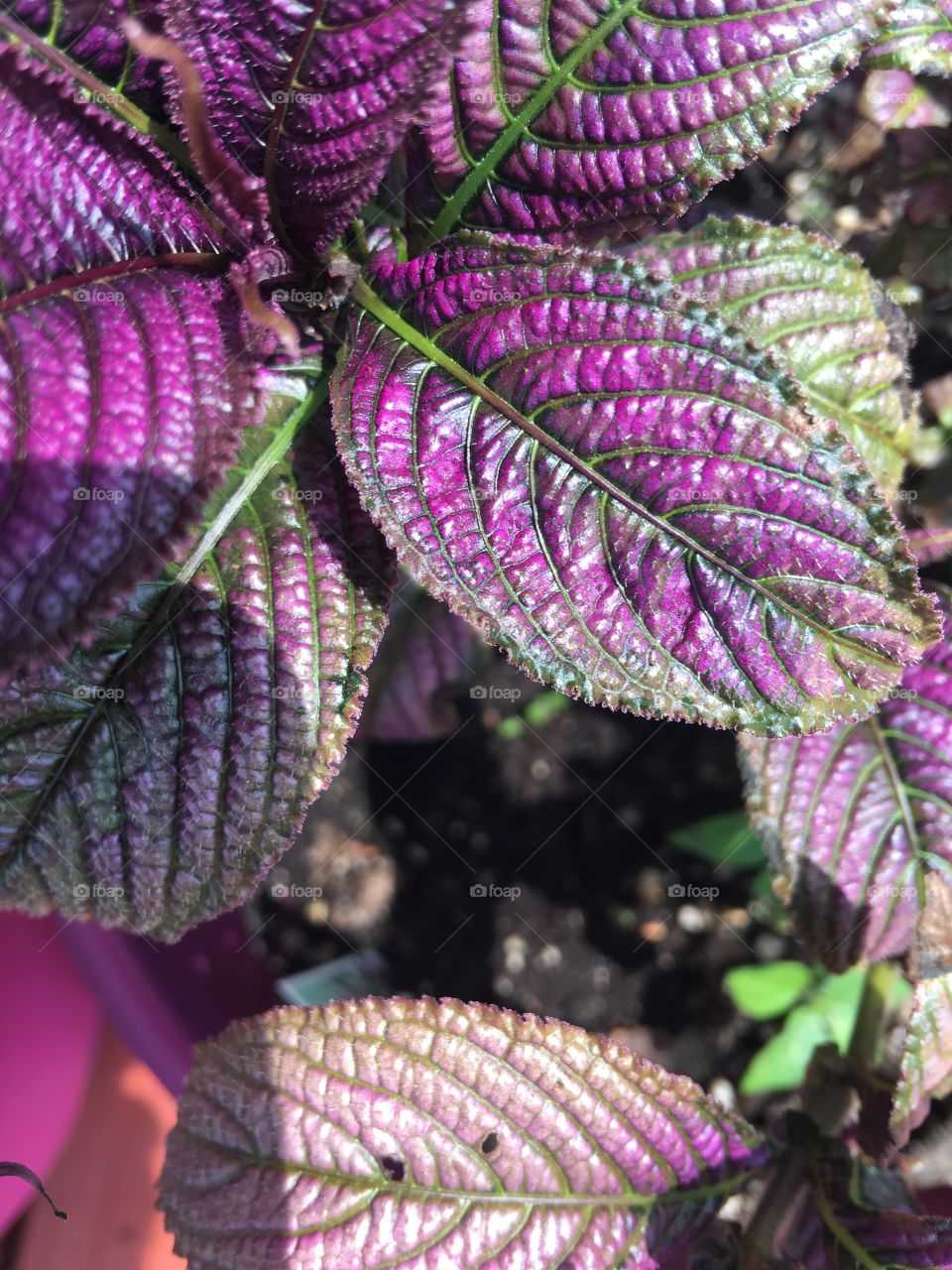 Coleus 