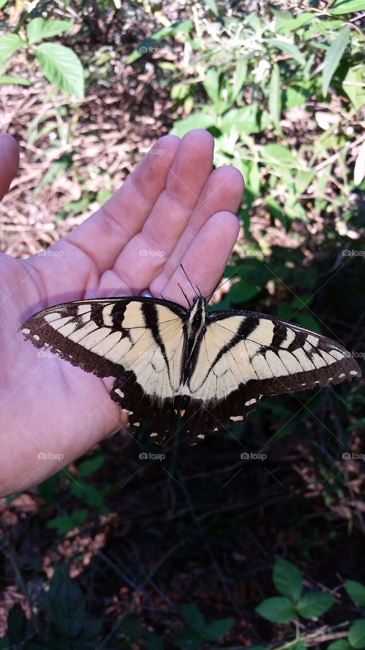 monarch in hand