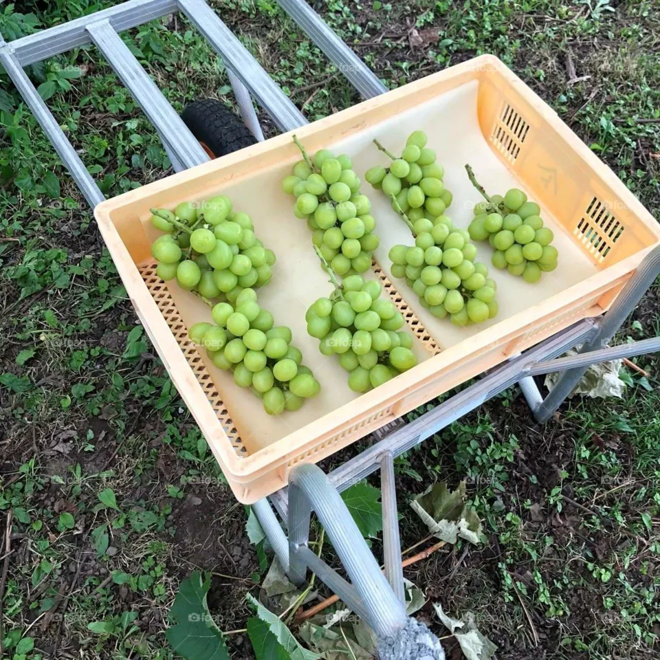 fruit