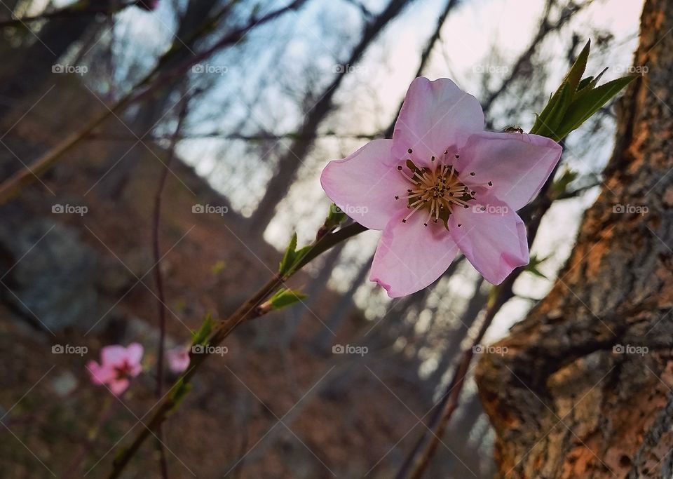 First blossom in New York