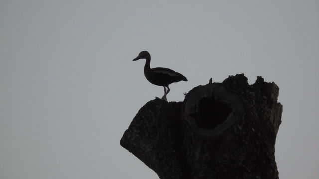 Monochrome silhouette Whistling Duck perched on top tree Florida usa