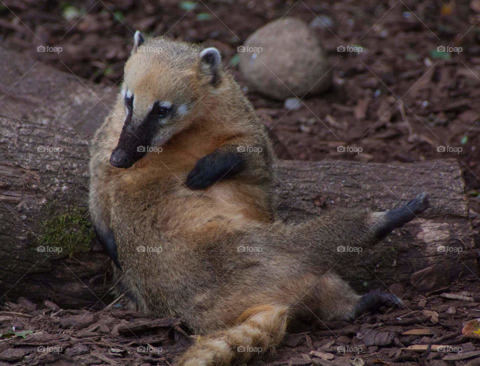 coati