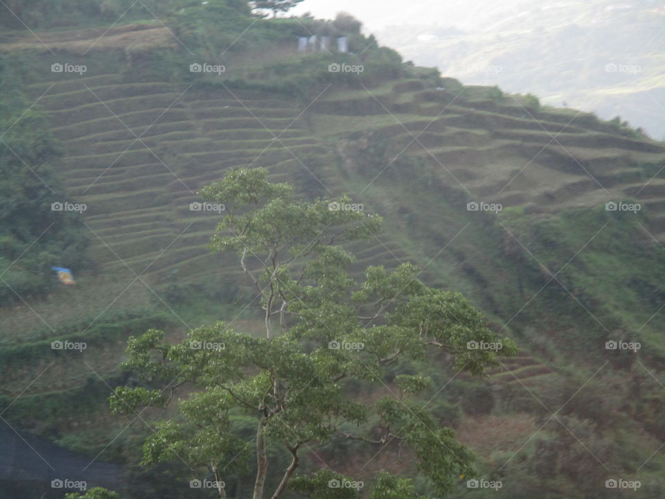 mountain rice field