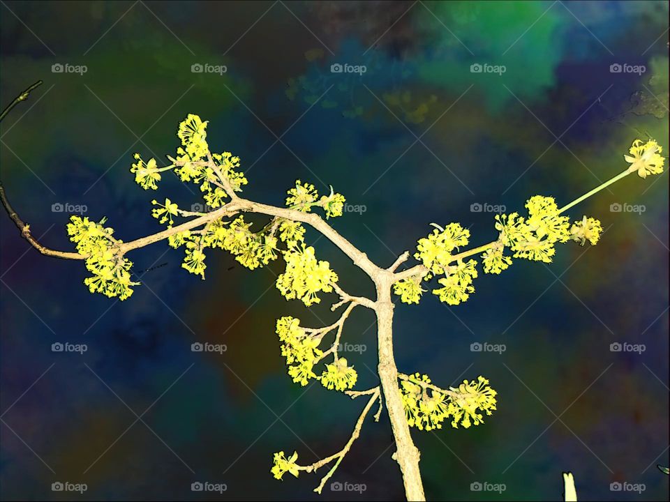 Detail of a flowering twig with black background