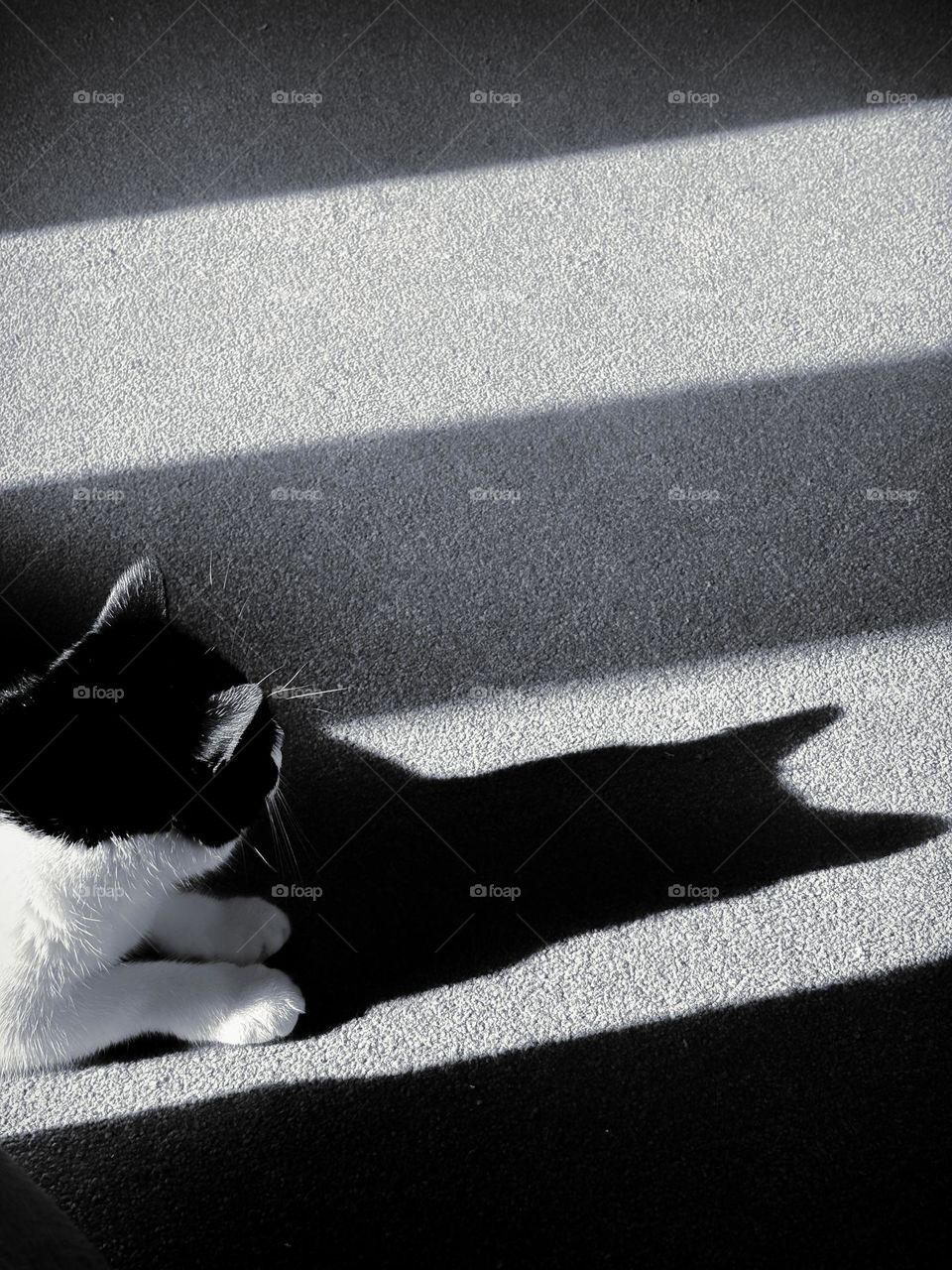 Shadow of a cat