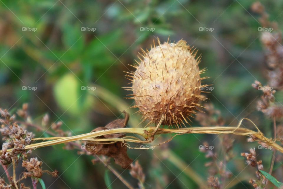 Prickly fruit