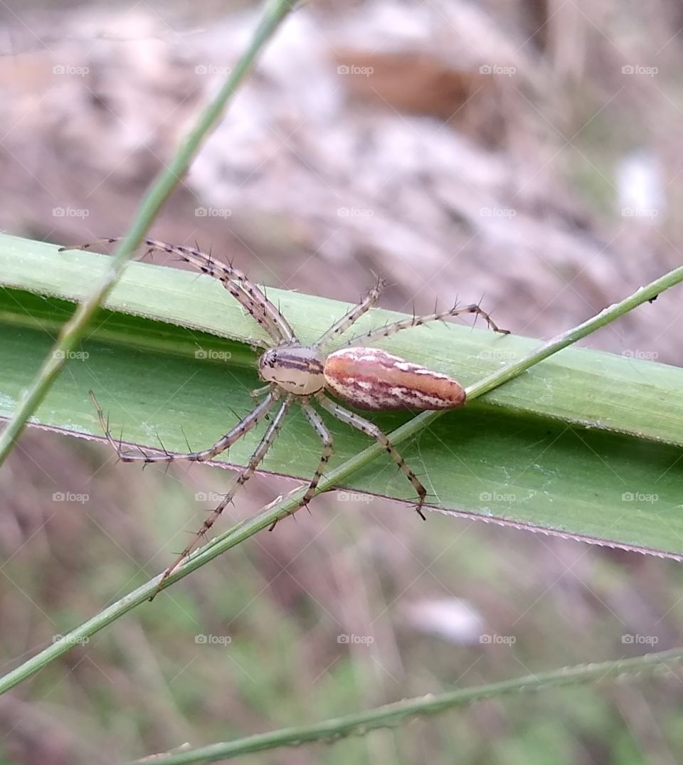 Araña fotografiada en una finca de Caldas, Colombia