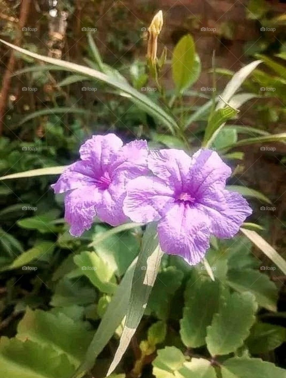most beautiful and attractive flowers in the garden.