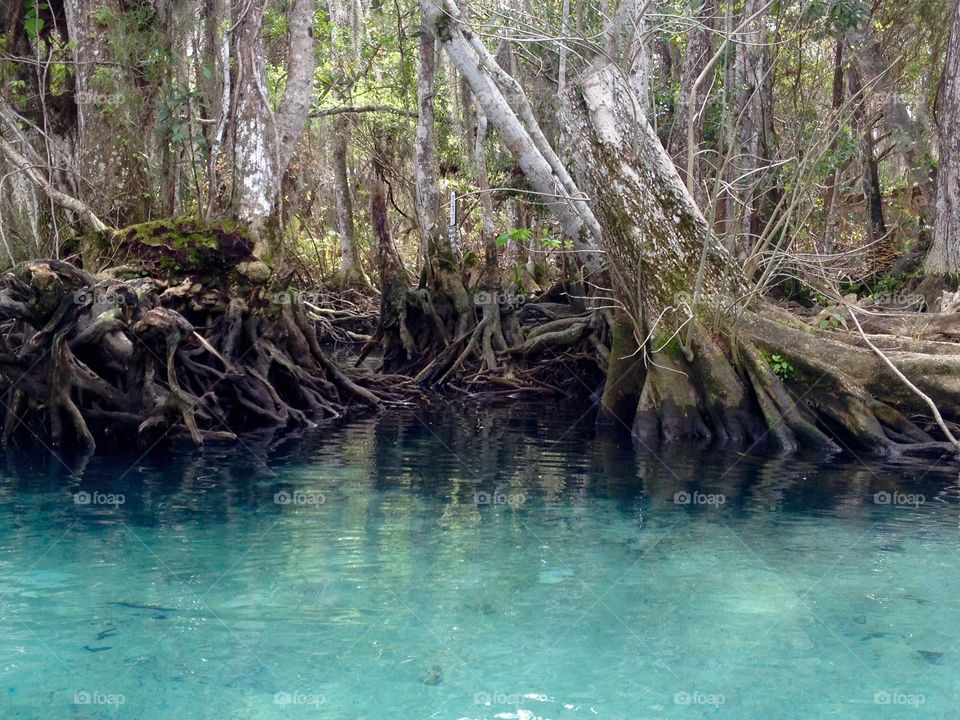 Crystal clear springs . Three Sisters Spring, Fla