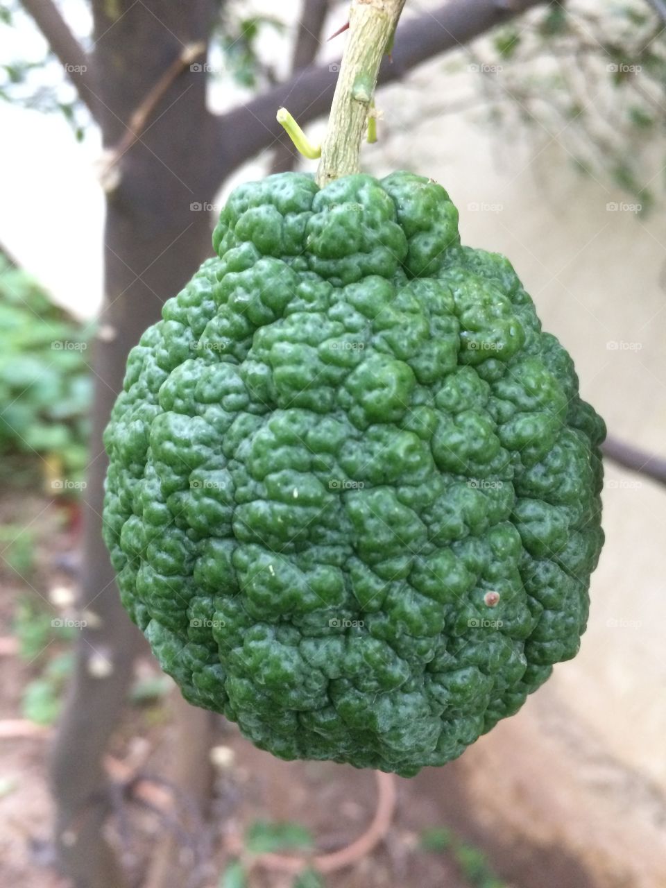 Guess the fruit?
