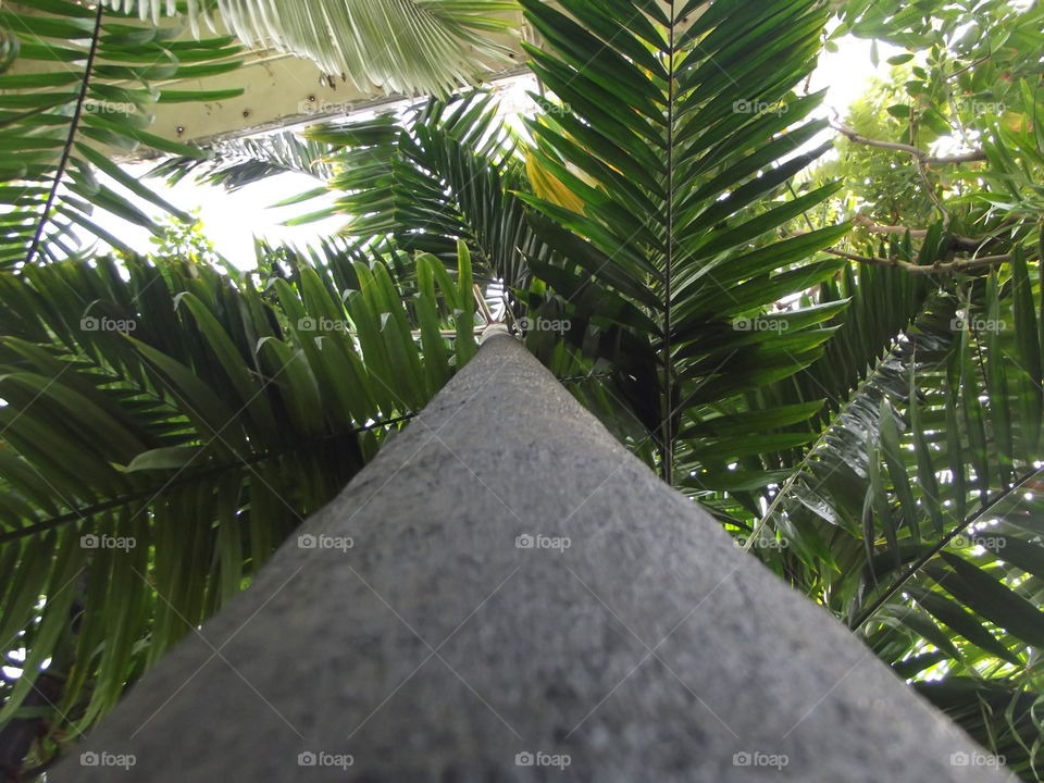 Looking Up A Tree Trunk