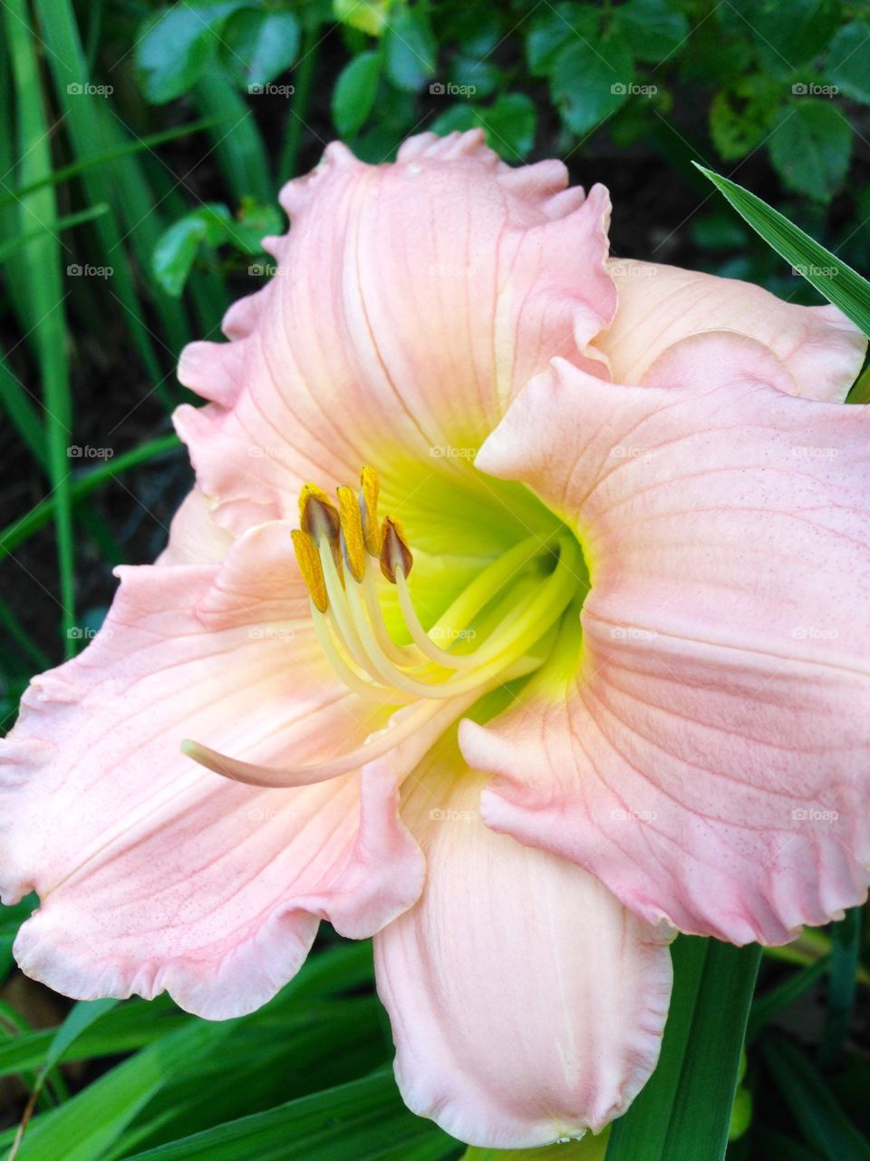 Silken Lily. Lacey, enlightening, surreal beauty. 