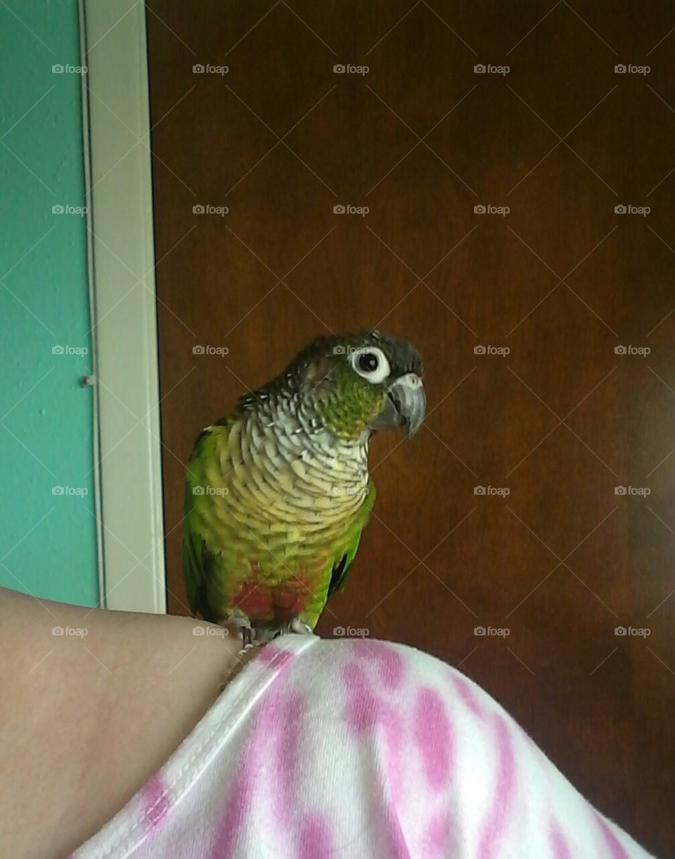conure