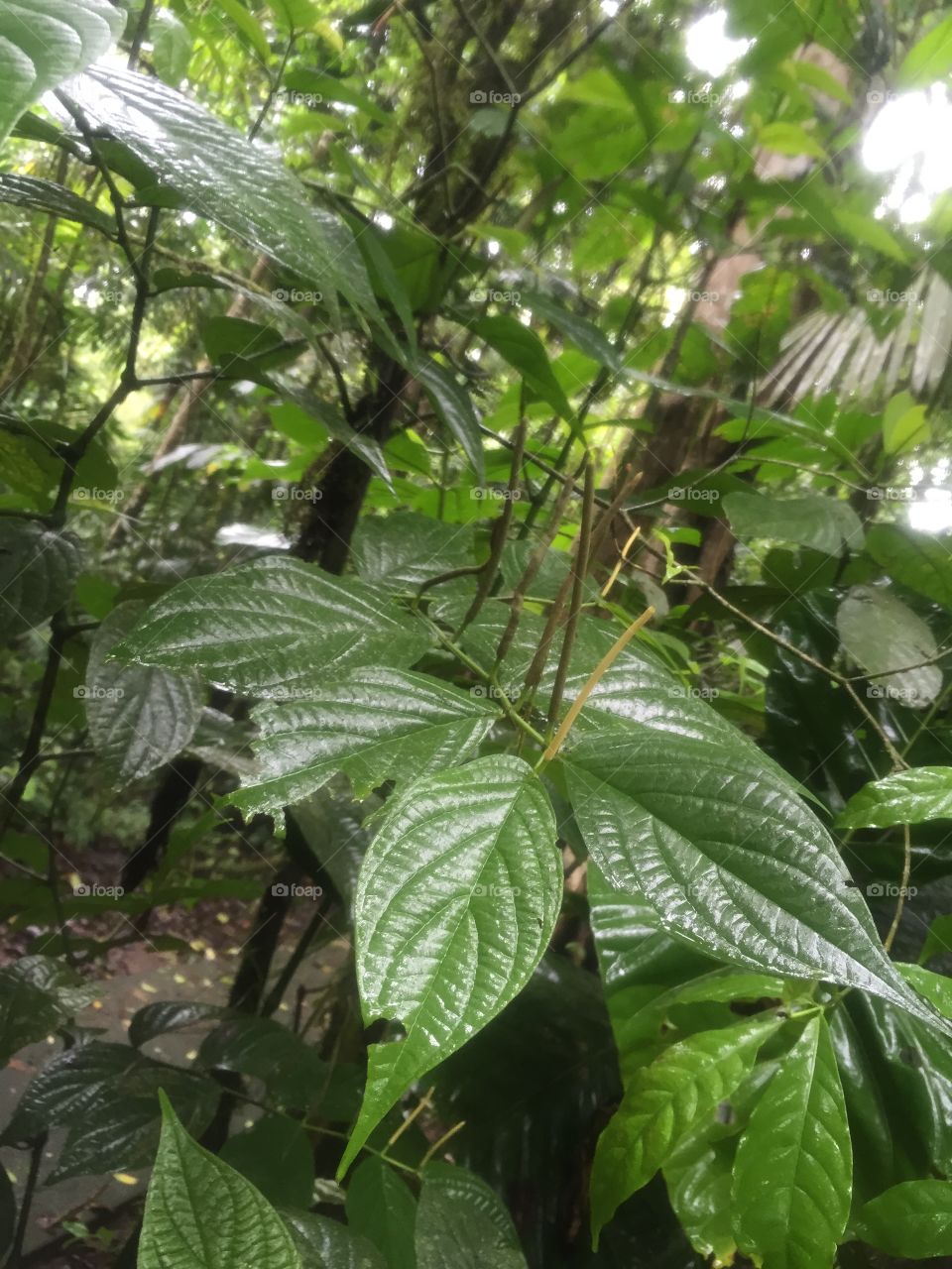 Rainforest leaf
