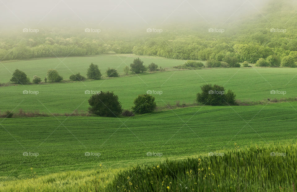 Green wheat field on foggy day