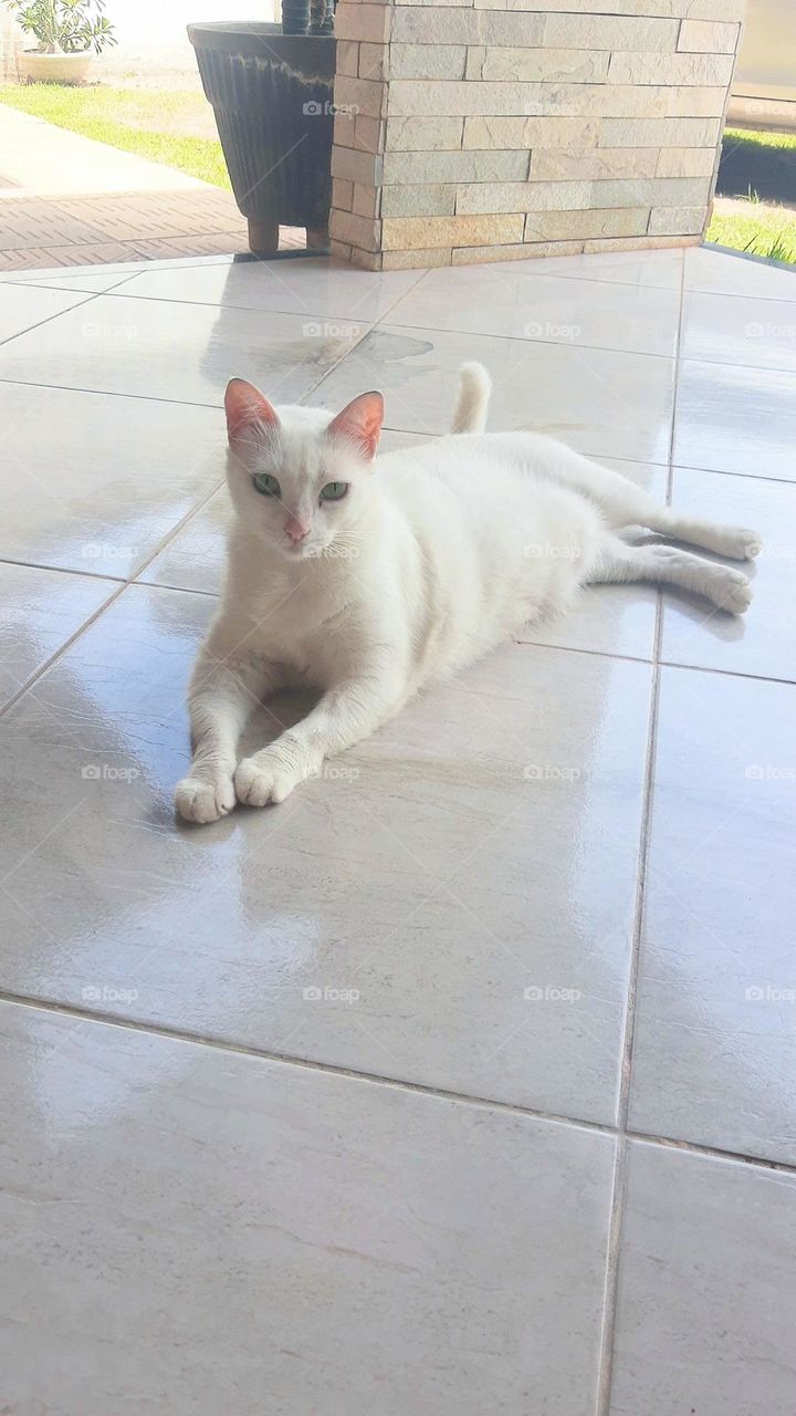 White cat