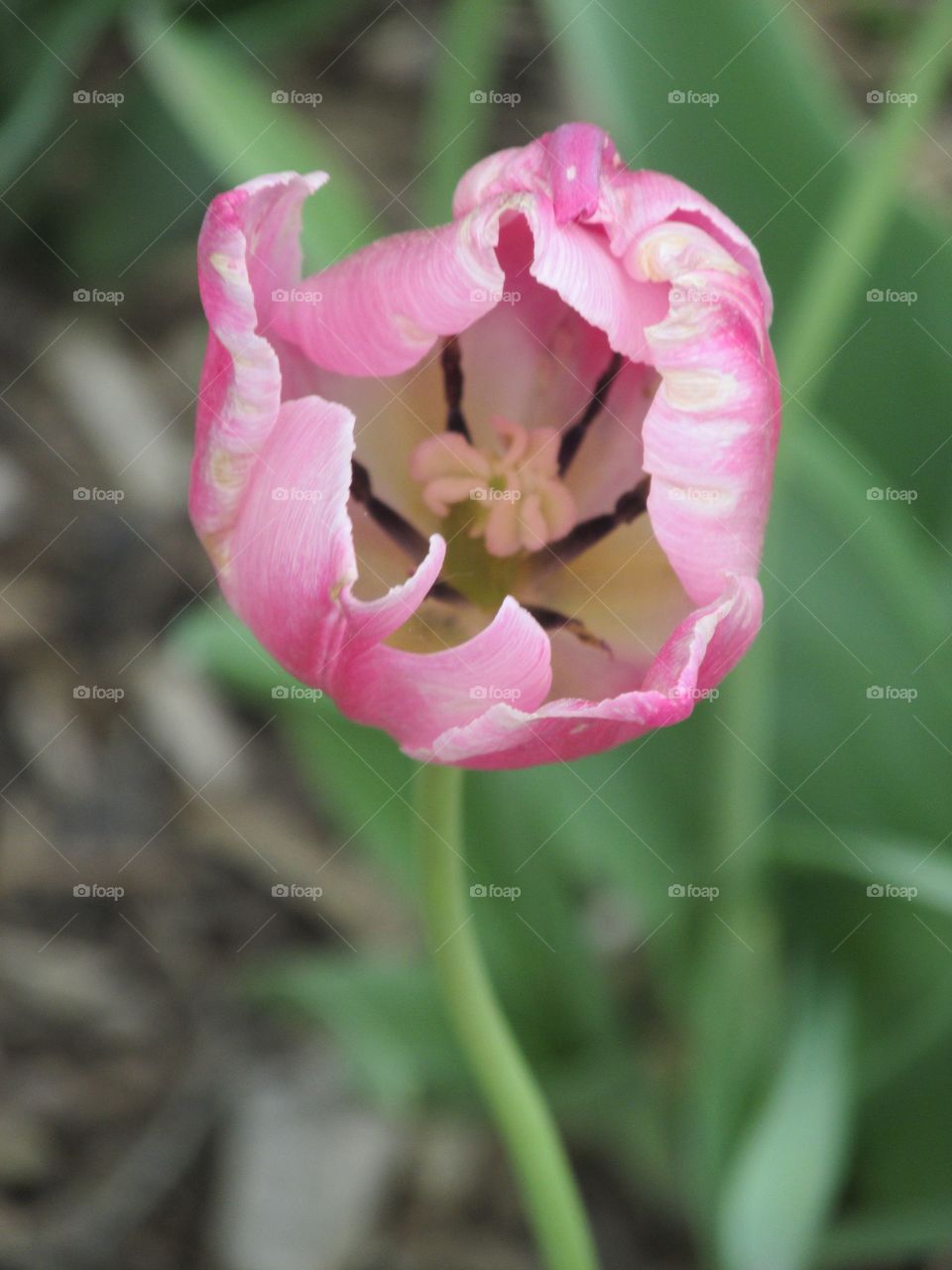 Spring Smile