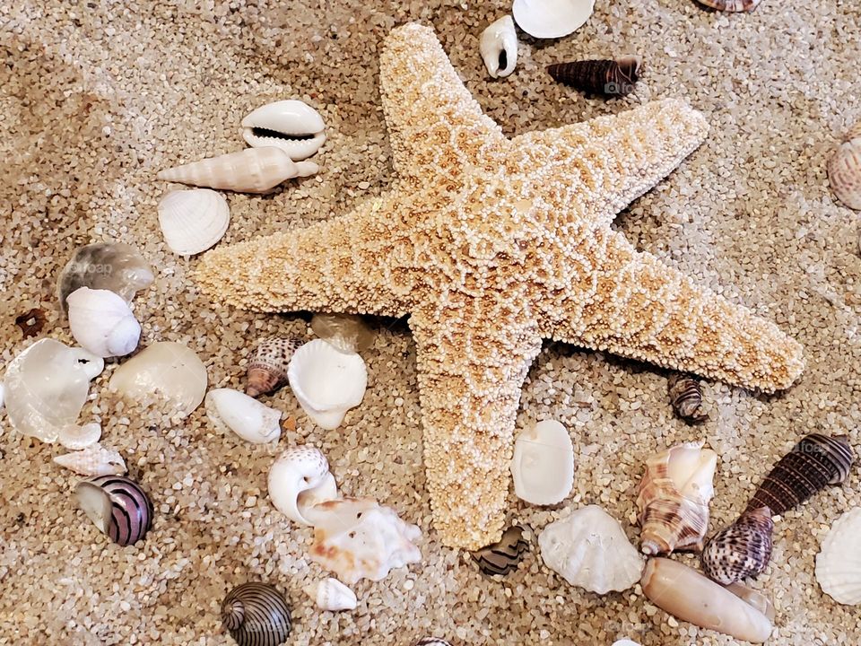 Starfish on the Sand