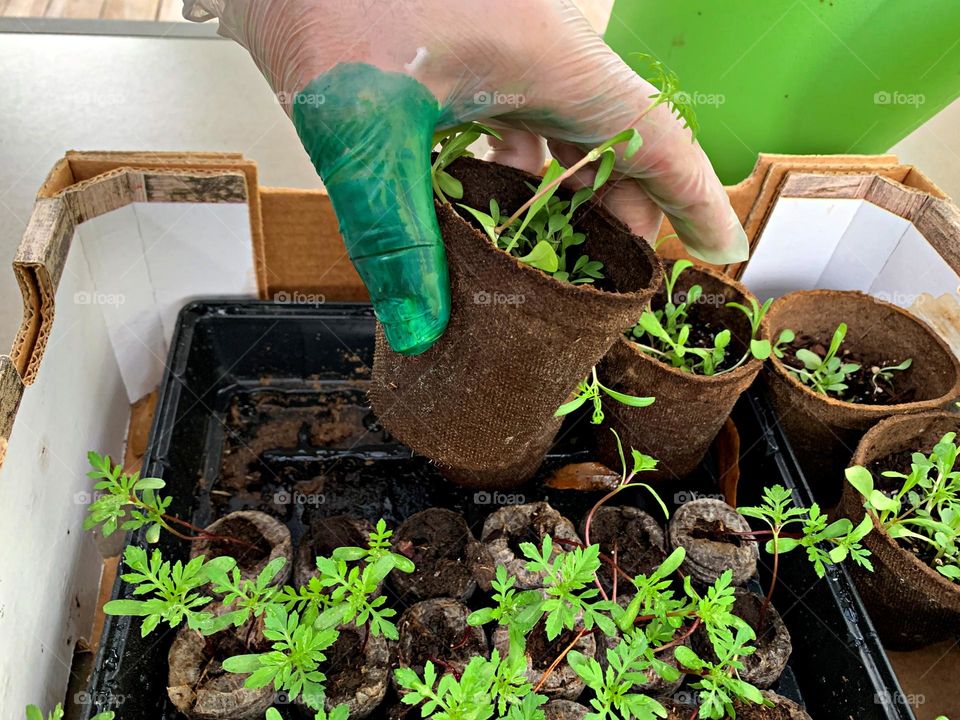 Plants around us - Green thumb gardening - a man rearranges newly sprouted seedling 