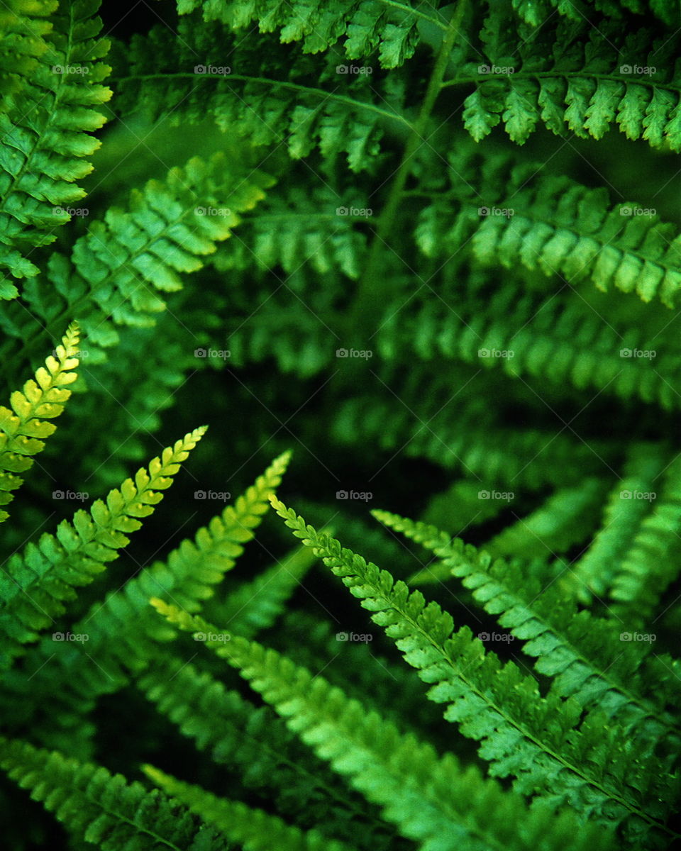 Fern texture