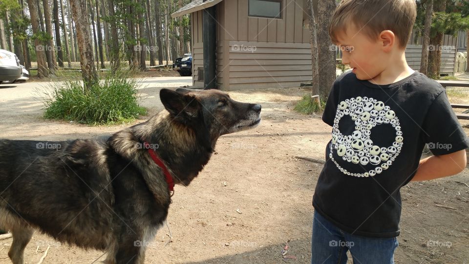 half wolf, half German shephard face to face with a young boy in Yellowstone National Park