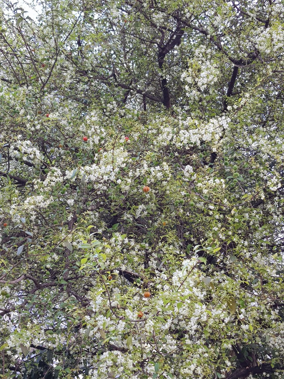 árvore Pitanga em flor e frutos