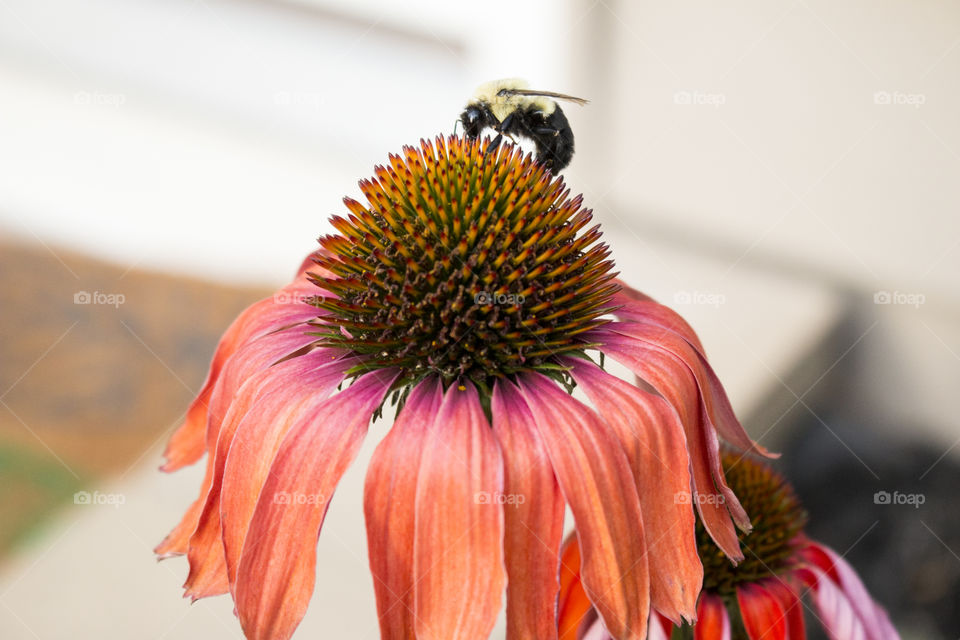 Bee on Echinacea 