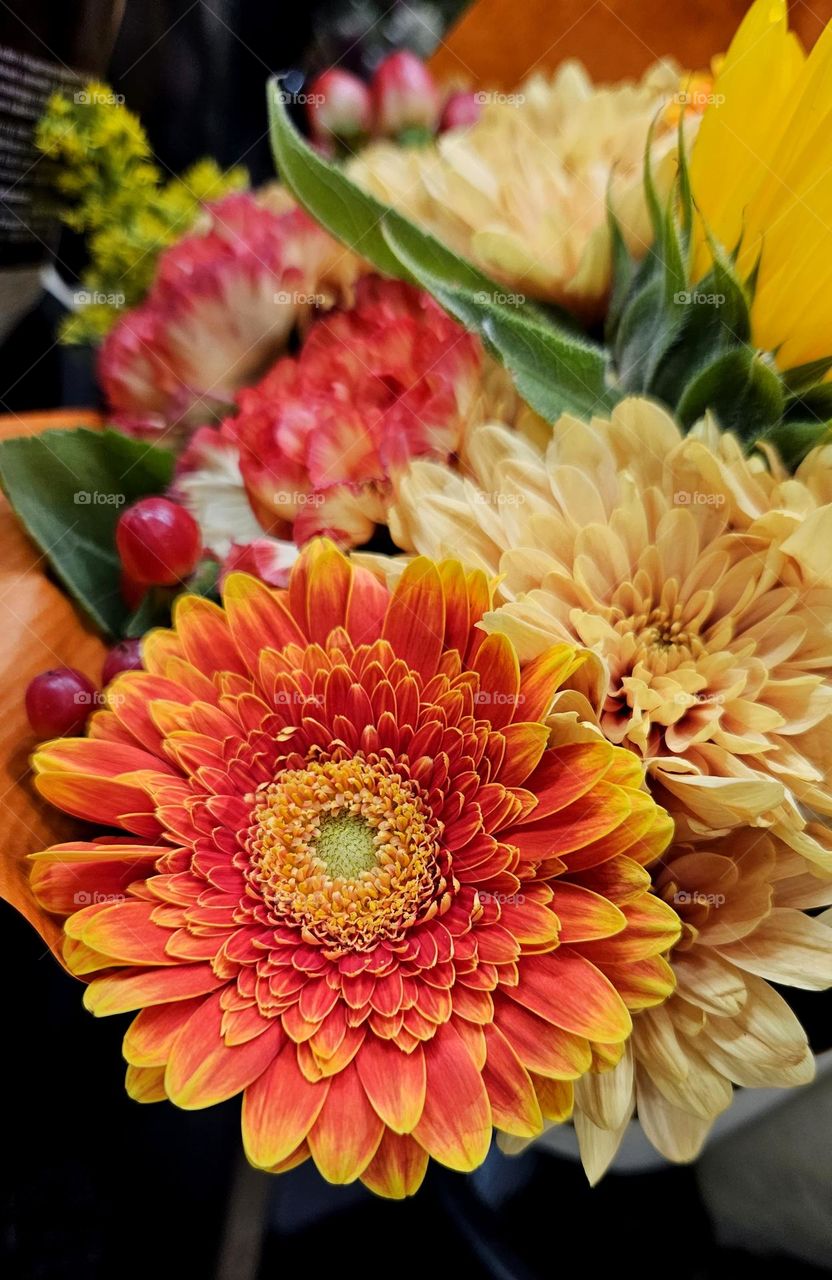 Gerbera jamesonii is a tufted perennial herb.  A member of the Asteraceae family, Chrysanthemum Morifolium is a plant that can be grown indoor, in gardens or patios. Together, they create a wonderful bouquet that can be given as a gift.