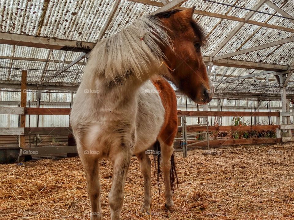 Pony In Stables