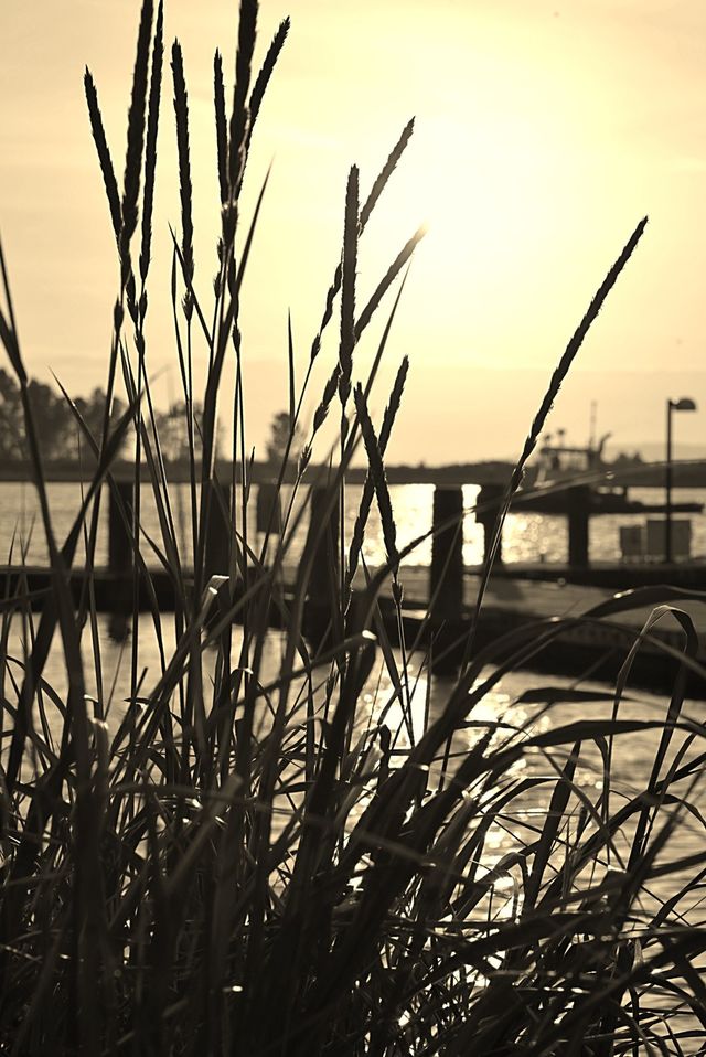 Tug boat