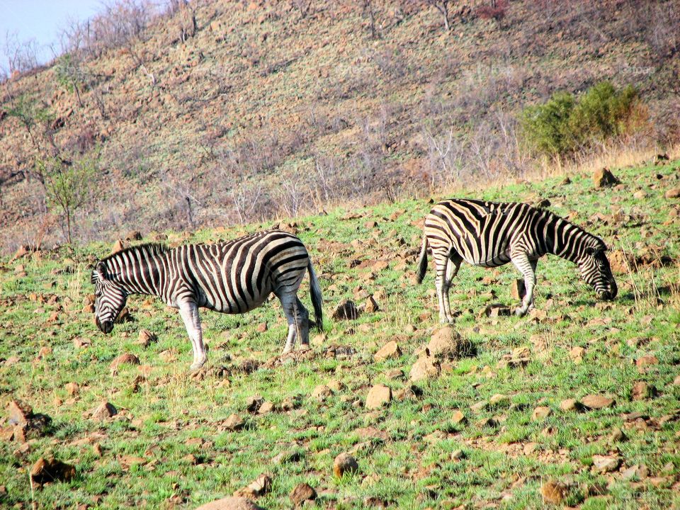 zabras în south Africa